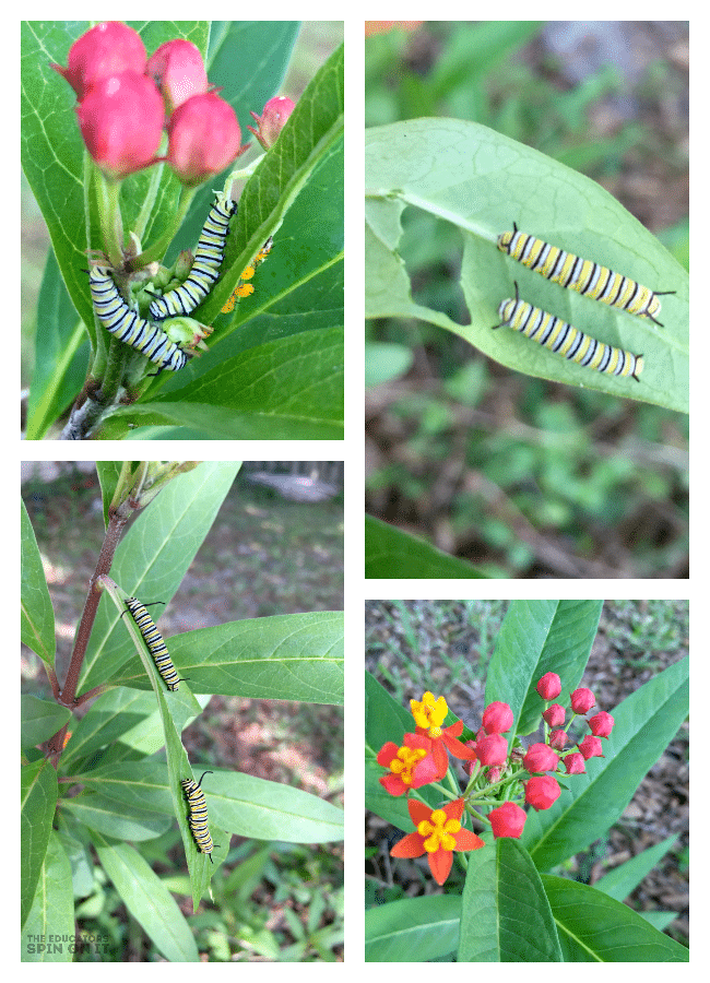 Using Milkweed with Kids to Attrach Monarch Butterflies to Garden