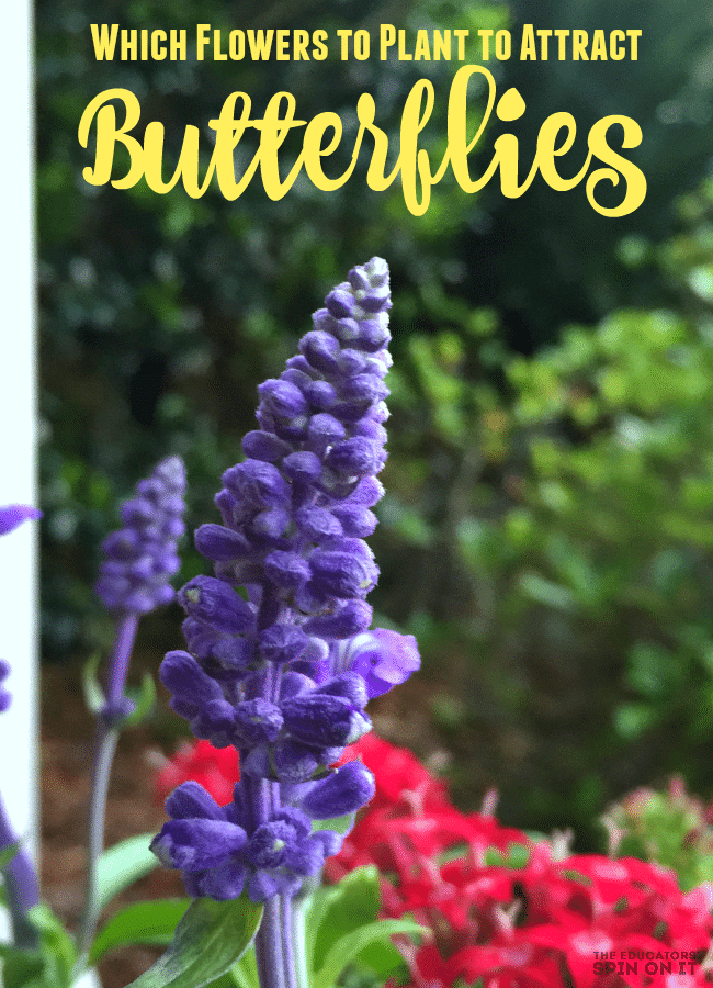 Purple and red flowers in pot to attract butterflies