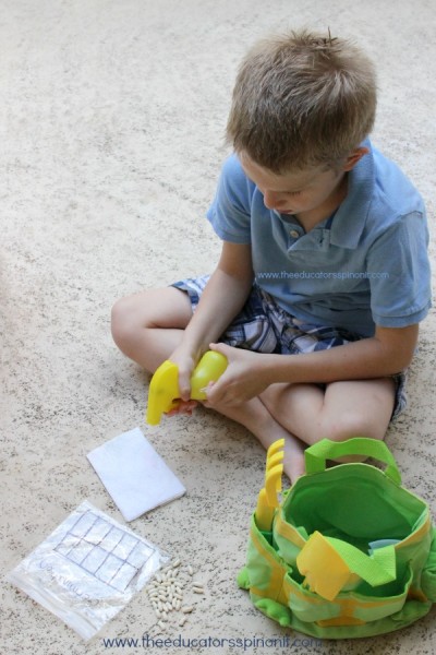 A math and science spin off the classic green bean germination science experiment