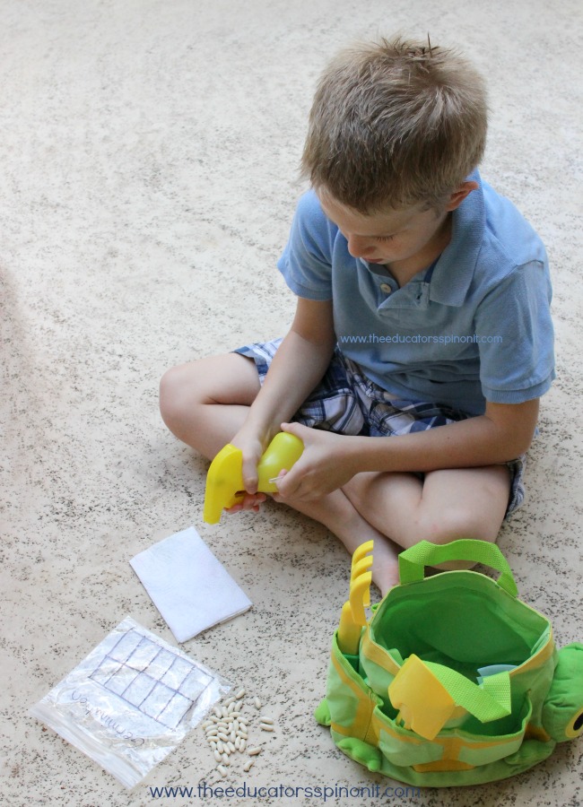 A math and science spin off the classic green bean germination science experiment