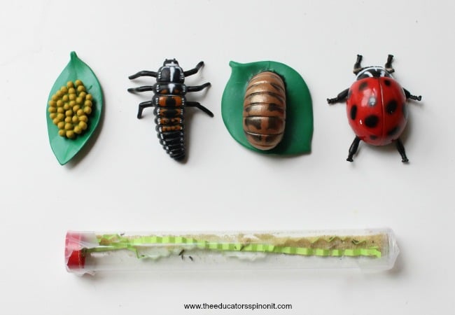 Lady BUg Larvae science experiment for kids