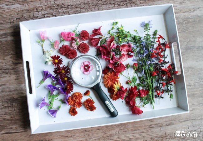 Create Flower Trays for Sensory Exploration