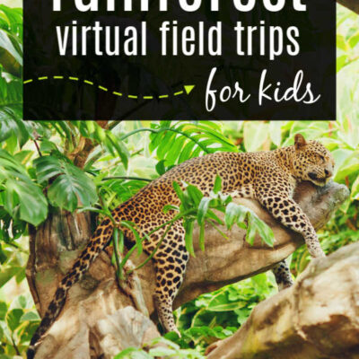 A Virtual Field Trip to the Rainforest with Videos and Songs for Kids