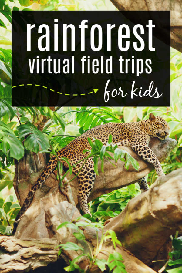 virtual field trip jungle