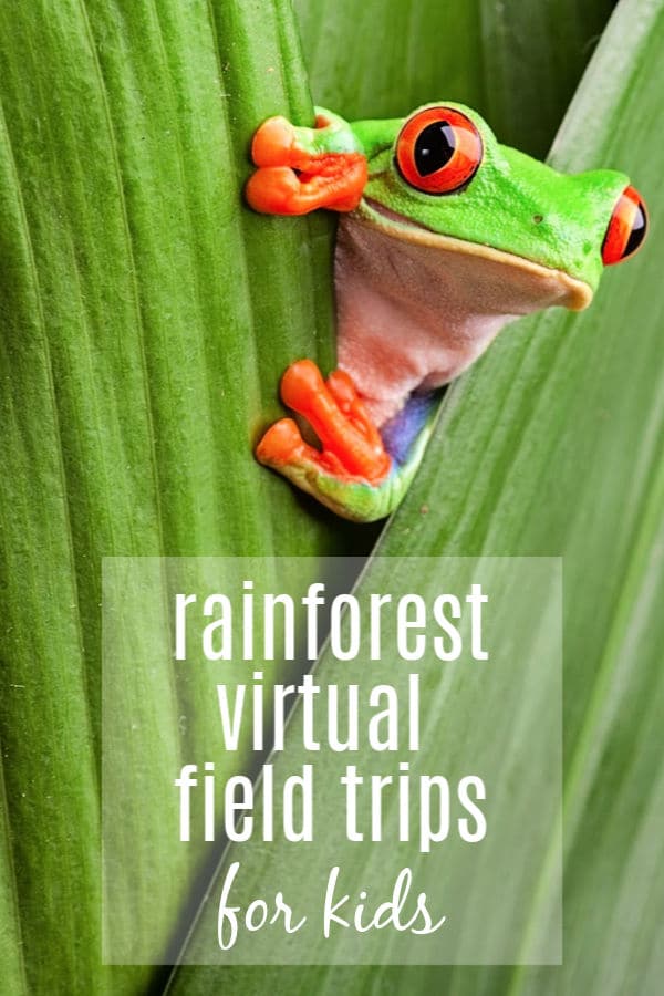 frog sitting on leaf featuring rainforest virtual field trips for kids