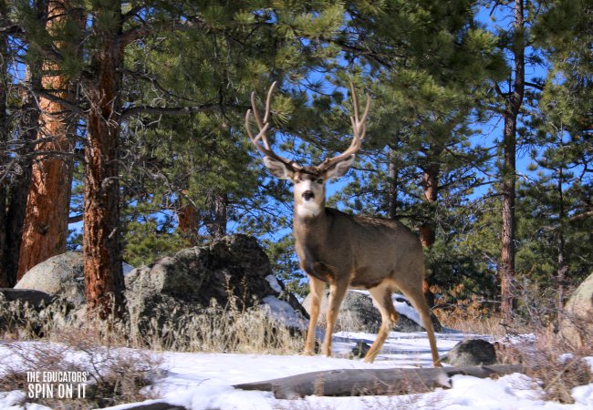 Rocky Mountain National Park Wildlife with Deer looking at camera 