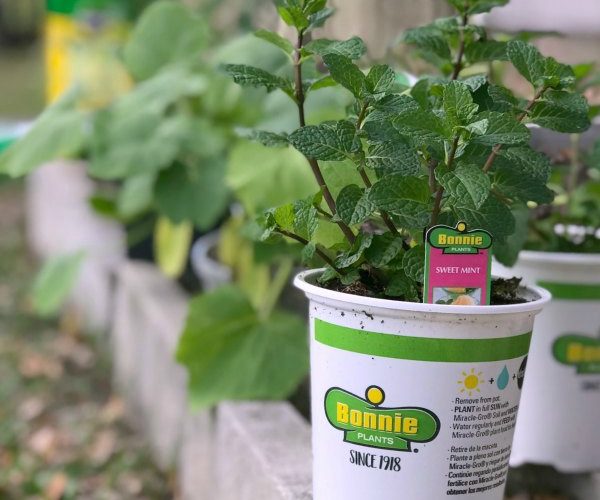 Gardening with Kids in the backyard