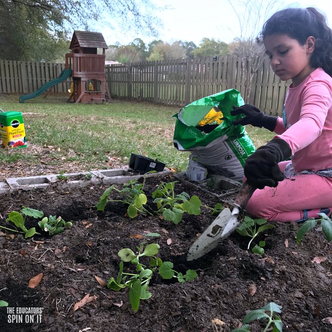 Making a vegetable garden in your backyard