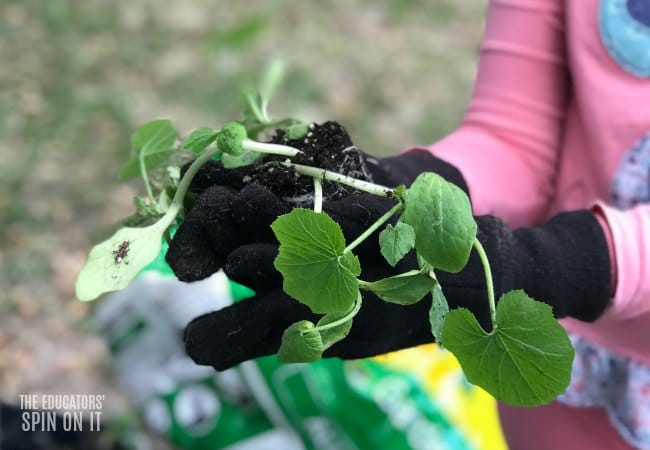 Planting a vegetable garden with Kids