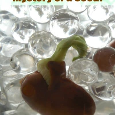 Unlocking the Mysteries of Seed Germination with Kids