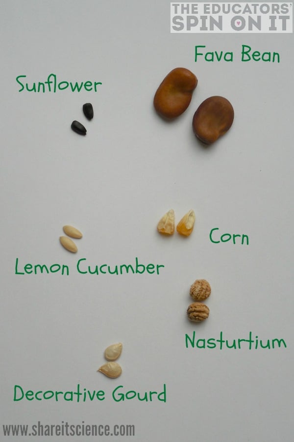 Types of seeds