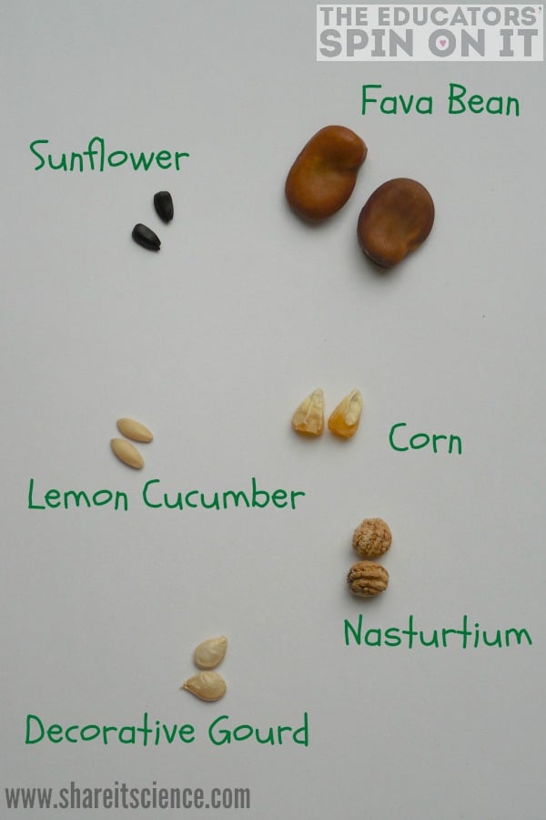 Corn Seed Germination Experiment