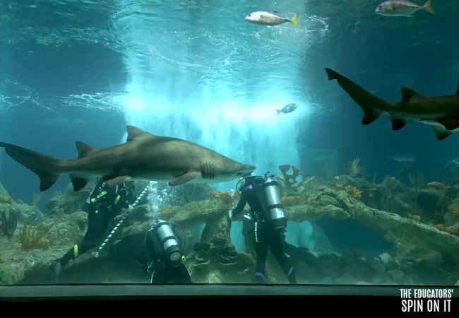 Cleaning the Shark Tank at the OdySea Aquarium