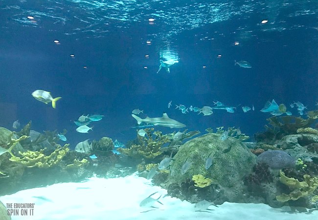 Odysea Aquarium in Scottsdale Arizona with sharks, sea turtles, sting rays and fish.