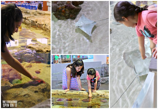 Touch Pools and Stringrays Exhibits at the OdySea Aquarium