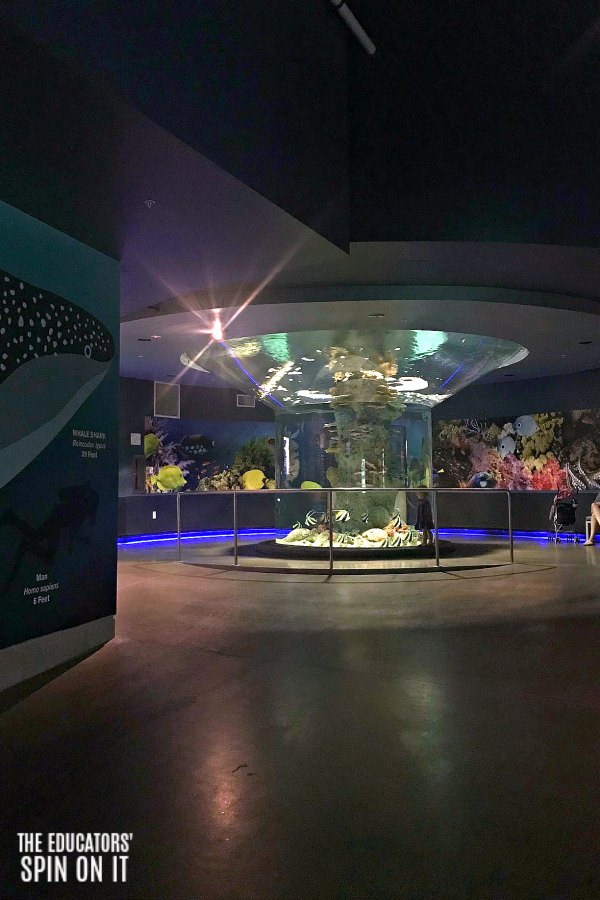 Unique Aquariums to Explore at the OdySea Aquarium