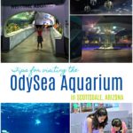 Visiting the OdySea Aquarium in Scottsdale Arizona