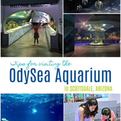 Tips for Visiting the OdySea Aquarium in Arizona