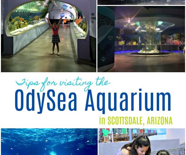 Visiting the OdySea Aquarium in Scottsdale Arizona