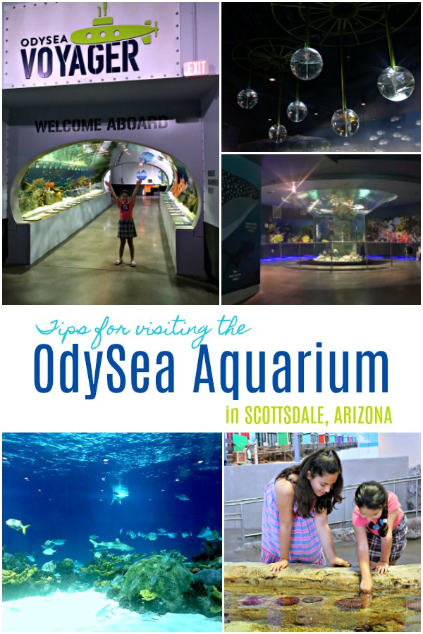 Visiting the OdySea Aquarium in Scottsdale Arizona