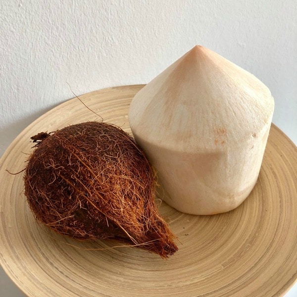 Sample of coconuts for kids science exploration