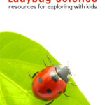 ladybug on leaf with resources for teaching kids about ladybug science