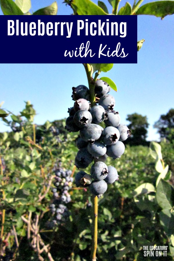 Blueberry picking