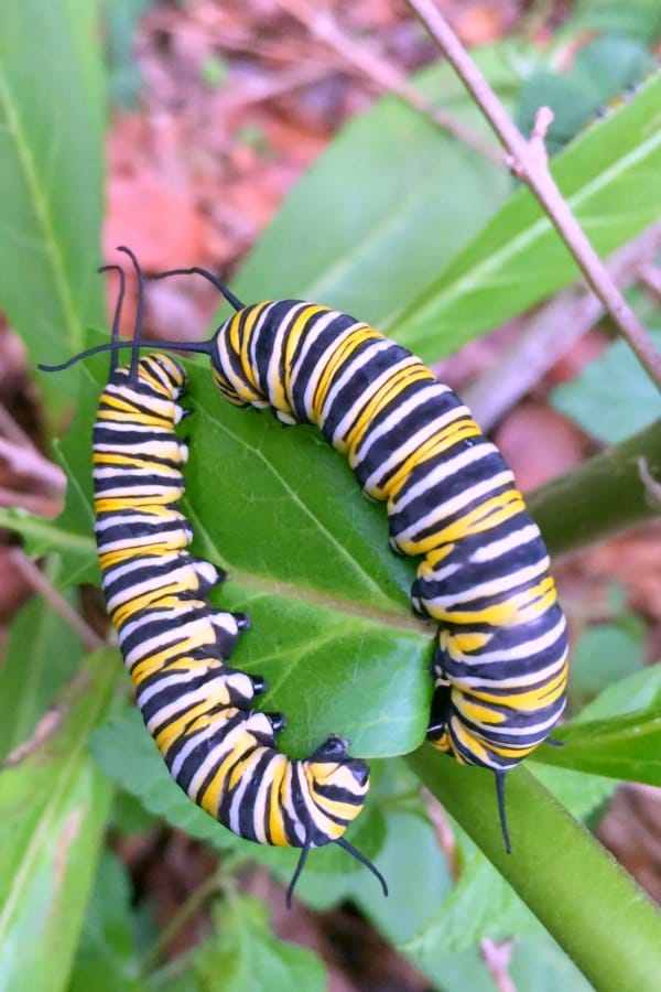 monarch butterfly caterpillars on milkweed in backyard