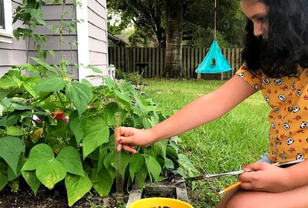 Backyard STEAM activity with beans with child holding ruler measuring bean plants