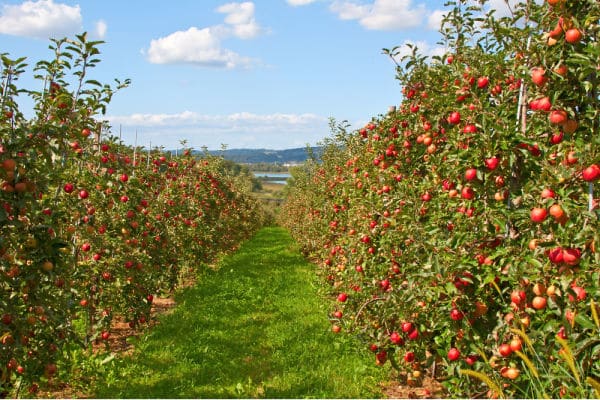 Apple Orchard Virtual Field Trip for Kids featuring Apple garden full of riped red apples