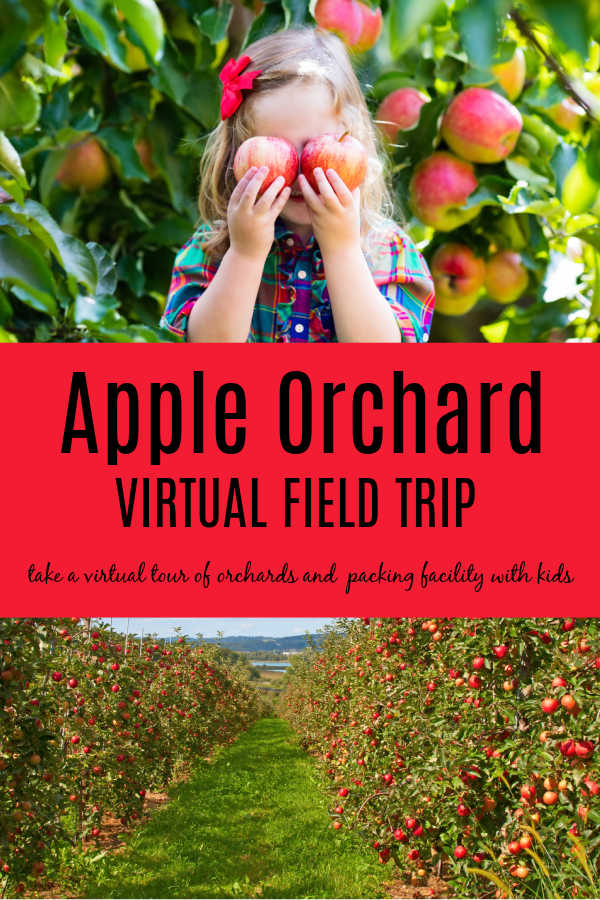 Child picking apples at Apple Orchard as part of field trip to Apple Packing Facility