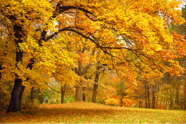 Autumn Trees in a park for Fall Virtual Field Trip for Kids searching for fall leaves