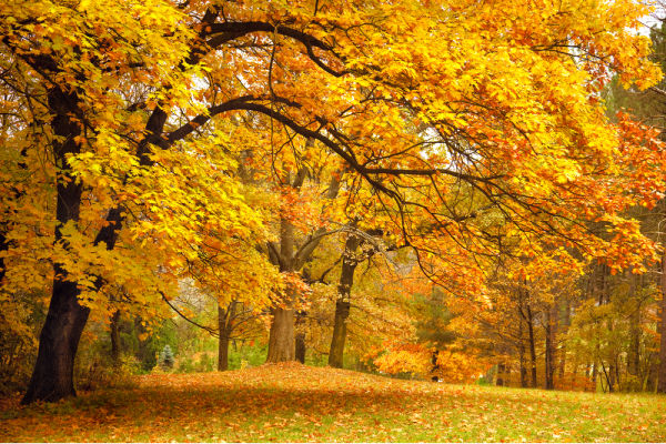 Autumn Trees in a park for Fall Virtual Field Trip for Kids searching for fall leaves 