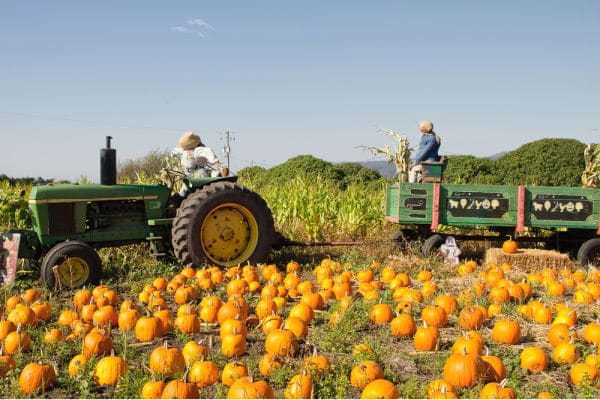 Hay ride at pumpkin patch for virtual pumpkin patch field trips