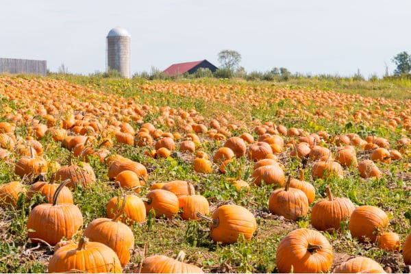 Pumpkin Patch with Farm and Silo in background.