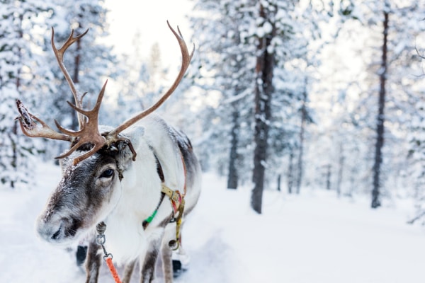 Reindeer in snow covered woods to highlight ideas for winter virtual tours for kids ideas 