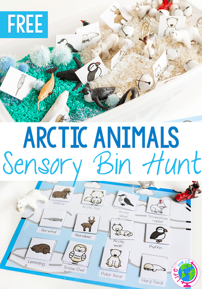 Arctic Animals Sensory Bin hunt