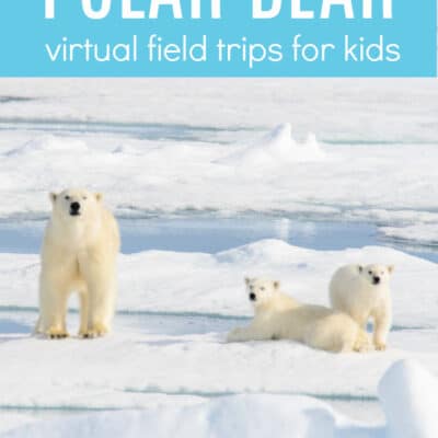 Polar Bear Virtual Field Trips for Kids