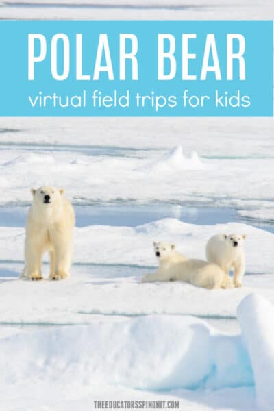 Polar Bear Virtual Field Trips for Kids