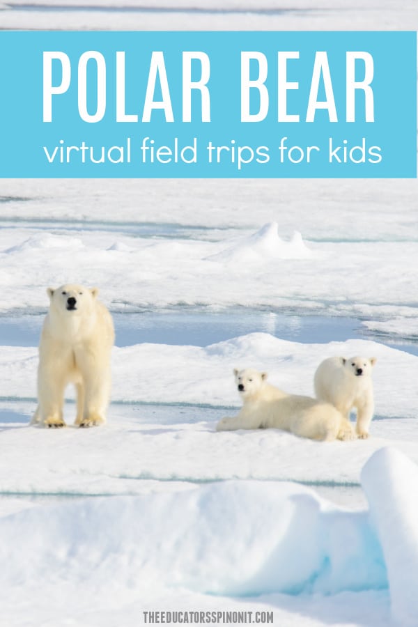 Polar Bear Virtual Field Trips for Kids 