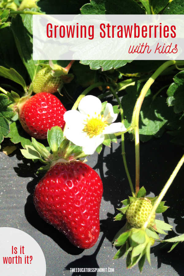 growing strawberries with kids