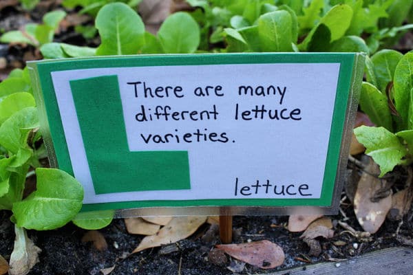 Lettuce Garden Marker for kids