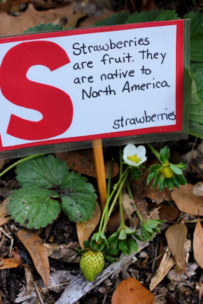 strawberry garden marker for backyard gardening with kids