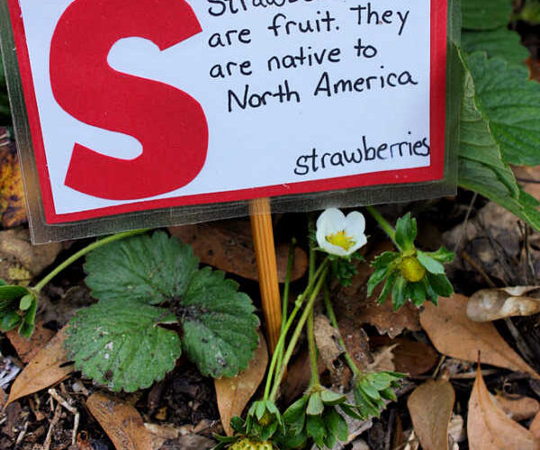 strawberry garden marker for backyard gardening with kids