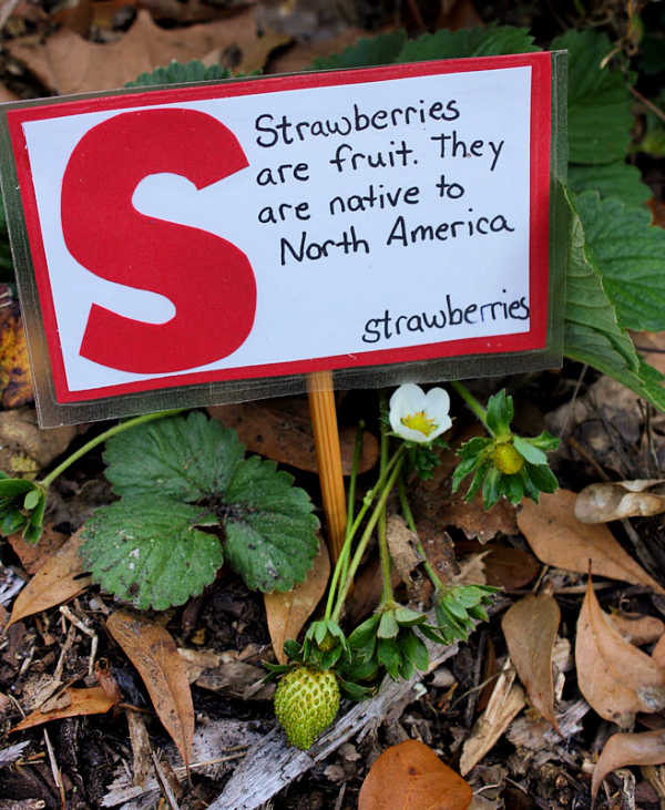 strawberry garden marker for backyard gardening with kids