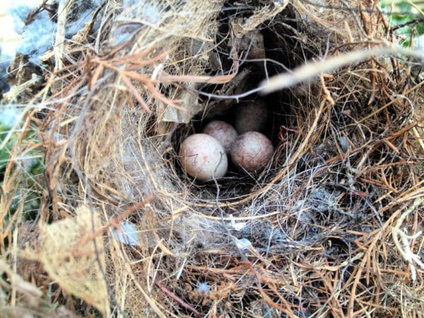 birds eggs and nest for virtual field trips in spring of birds