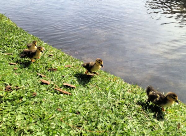 ducklings at pond for virtual field trip for spring for kids