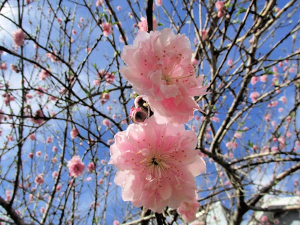 peach tree blooming in spring for virtual field trip for kids in spring