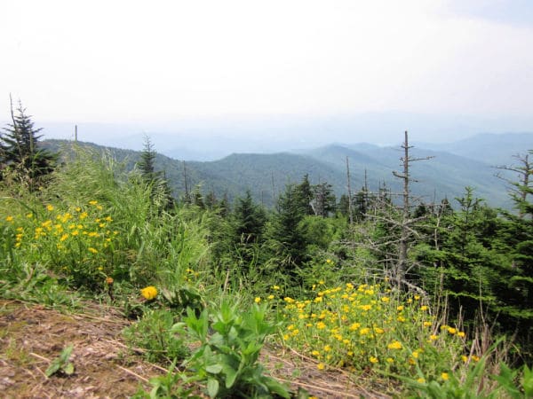 smoky mountains spring flowers for virtual field trips with kids in spring