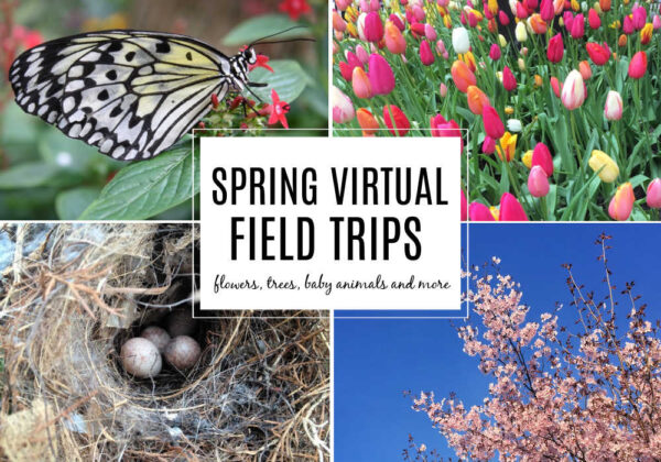 spring virtual field trips for kids with flowers, trees, baby animals and more